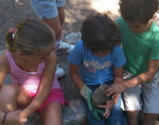 Acariciando al erizo